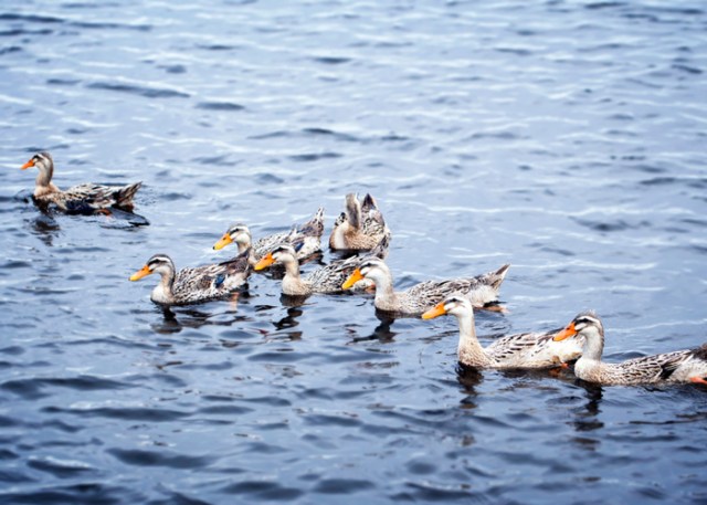 Patos disfrutando de un tiempo de natación. 
