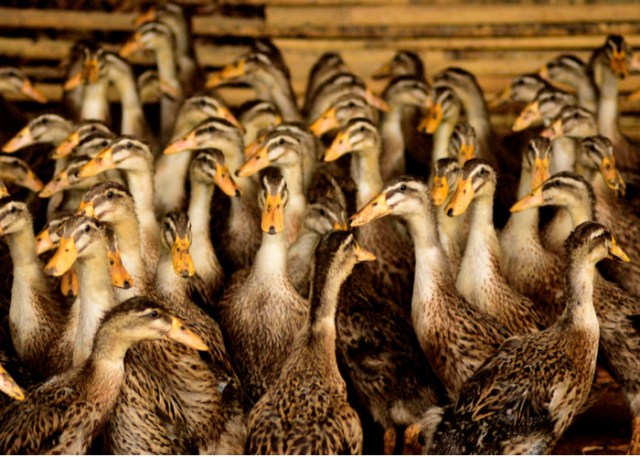 Atributos físicos de la raza de pato Alabio