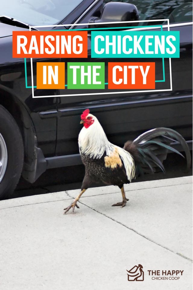 Criando pollos en la ciudad