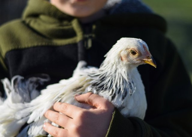 pollita brahma criando pollos en la ciudad