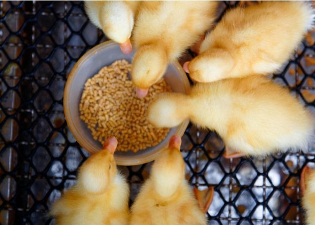 patos que se alimentan en la incubadora