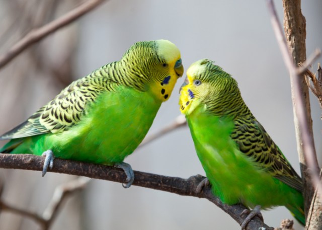 Principales especies de loros en términos de inteligencia: periquitos