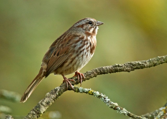pájaro del patio trasero- Song Sparrow