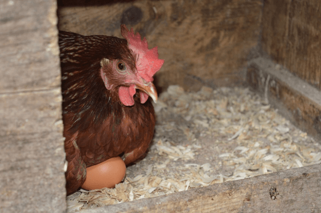 Pollo en caja nido