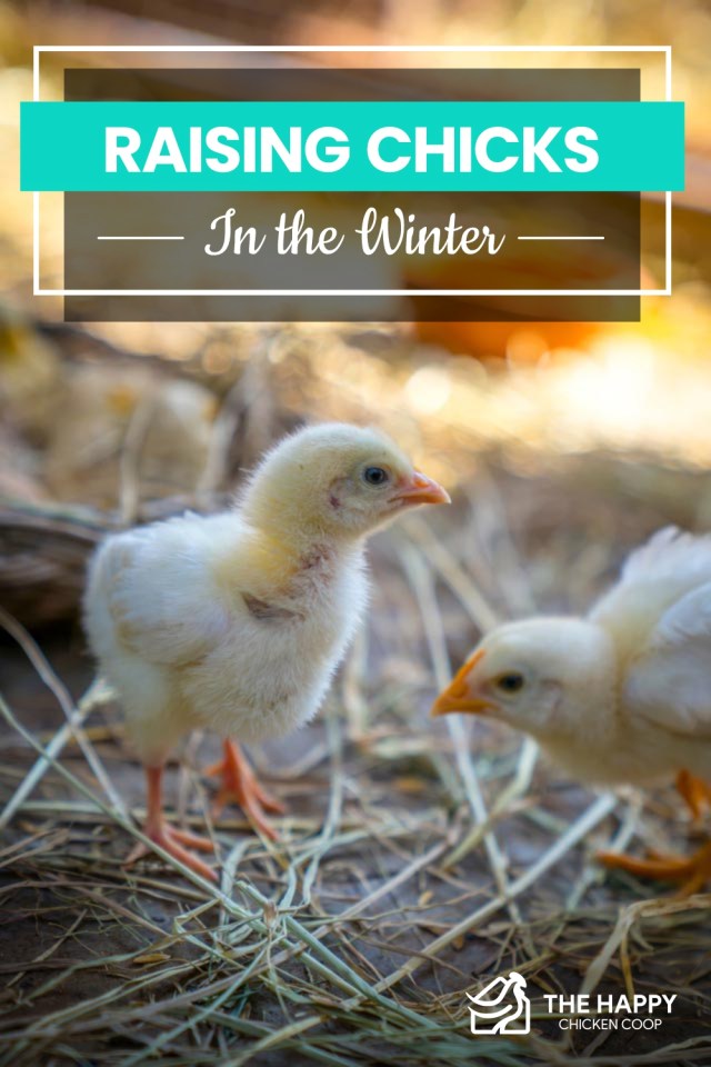 Criar polluelos en el invierno