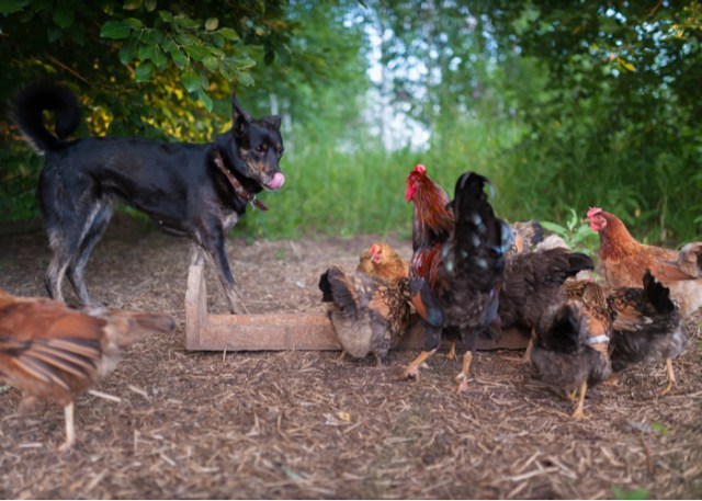 Cómo presentar perros a tus gallinas - Paso 5