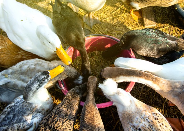patos en el calor del verano