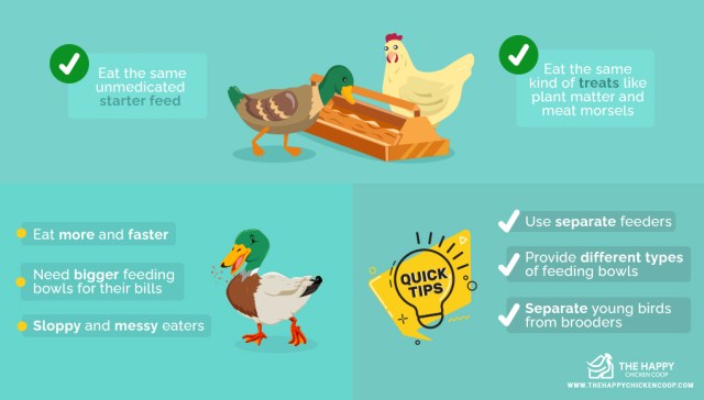 Criar pollos y patos