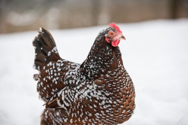 Las razas de pollos más amigables de Sussex moteadas