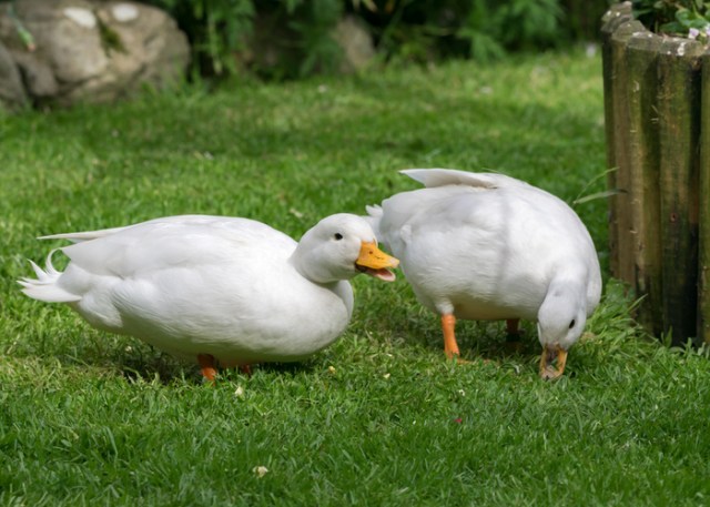 llamar raza de pato 