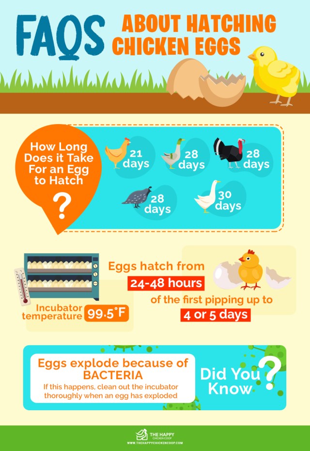 Guía para incubar huevos 