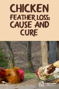 Pérdida de plumas de pollo: causa y curación