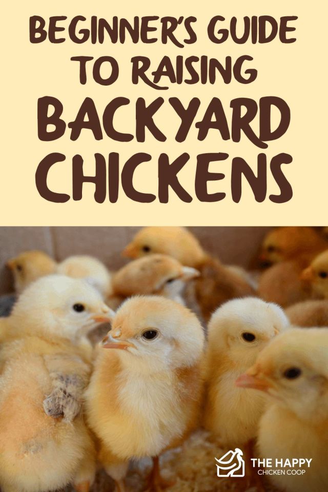 Guía para criar pollos de traspatio