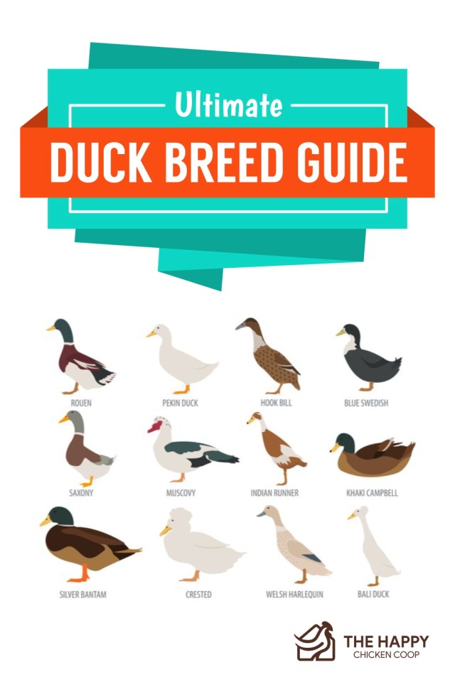Guía definitiva de razas de patos