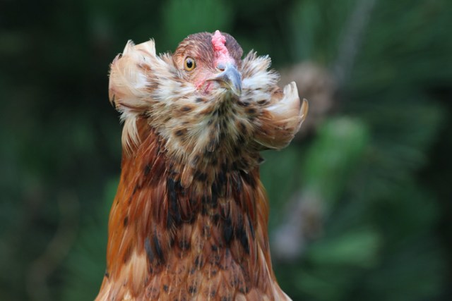 araucana-pollo-gallina