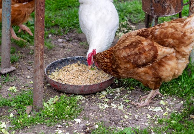 pollos comiendo avena,golosinas de pollo