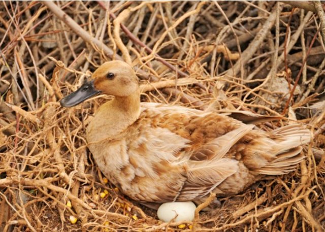 pato gallina protegiendo los huevos