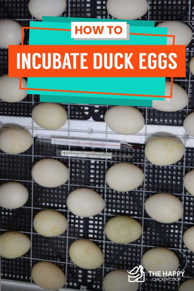 Cómo incubar huevos de pato