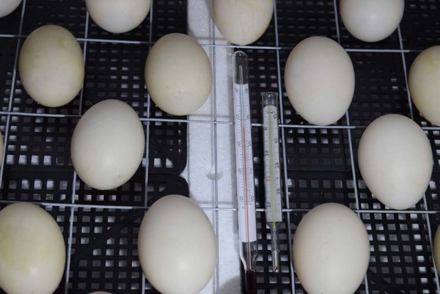 huevos de pato en incubadora