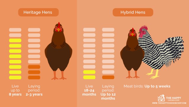¿Cuánto tiempo viven los pollos? 