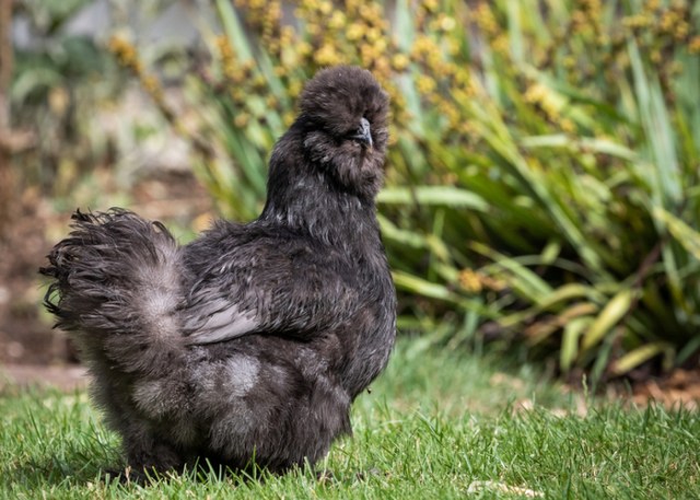 Apariencia y estándar de la raza de pollo Black Silkie