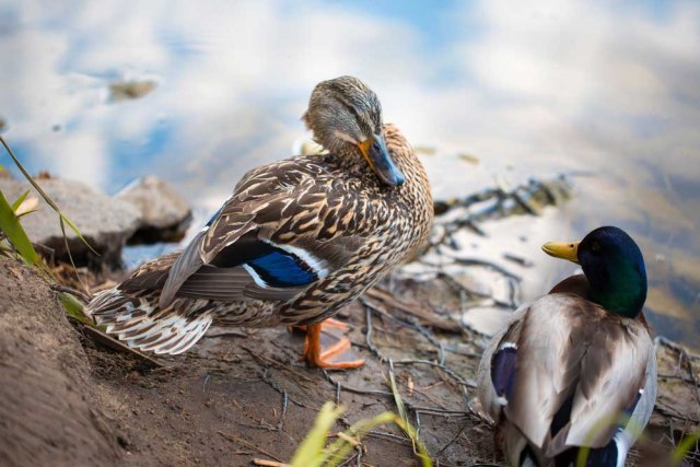 plumaje de patos