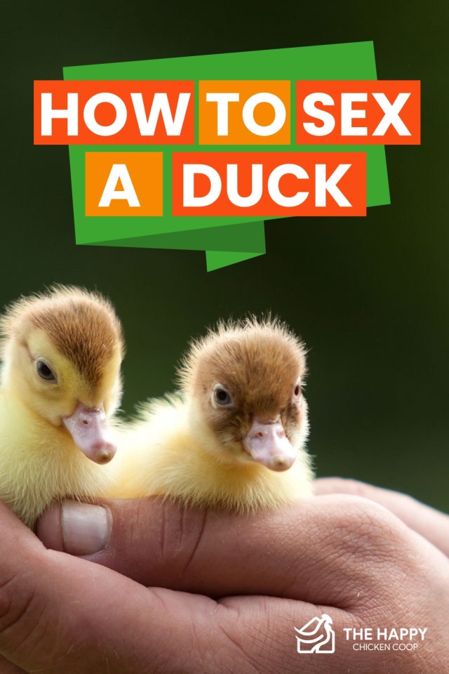 Cómo sexar un pato
