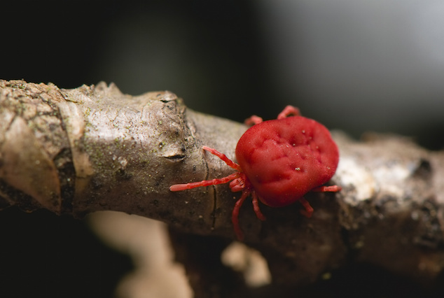 Ácaro rojo del pollo