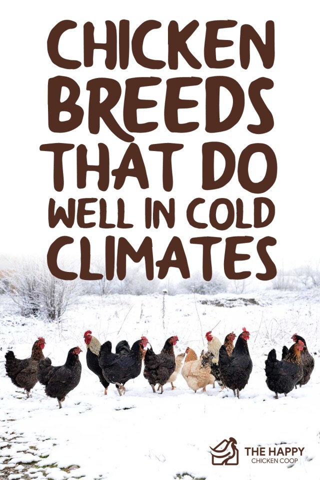 Razas de pollos que les va bien en climas fríos