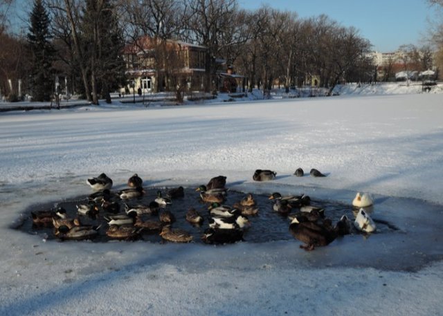 patos en un estanque de hielo