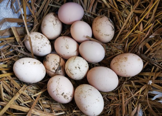 criar patos para huevos