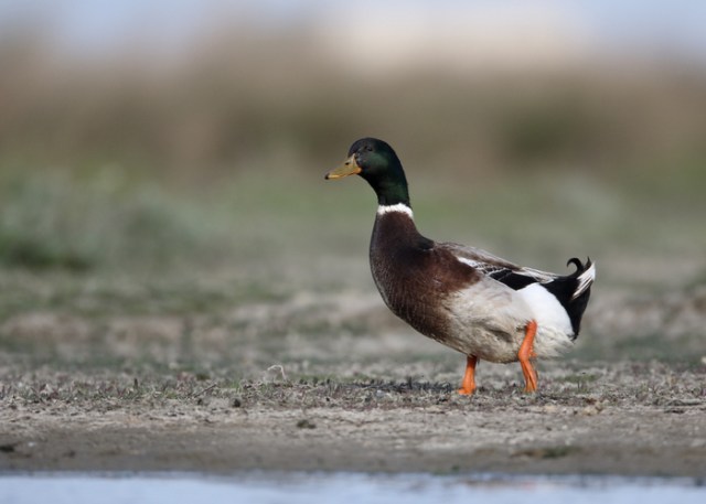 pato de ruán 