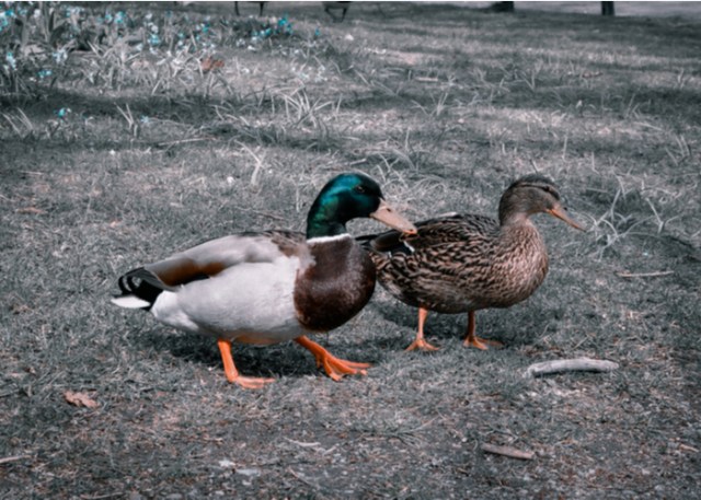 Raza de pato Rouen