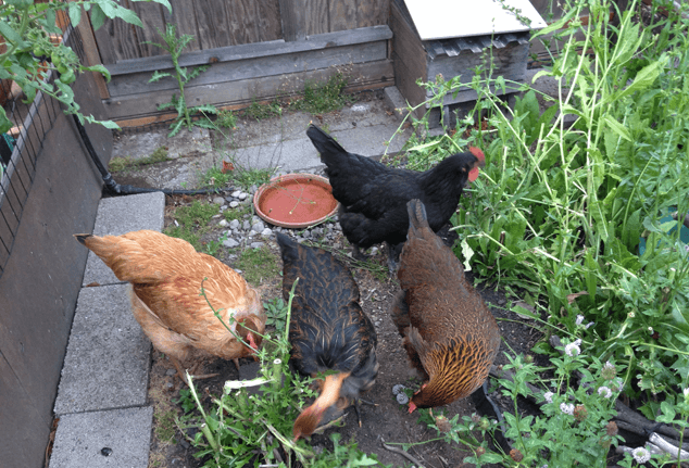pollos comiendo vegetales