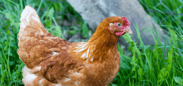 Pollo híbrido que pone huevos