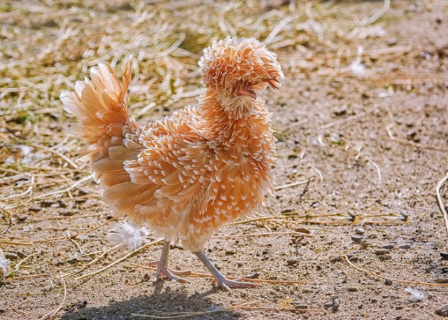 pollos en miniatura 