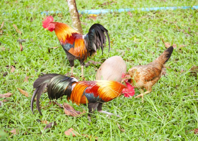pollos en miniatura 