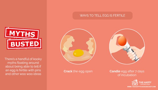  comer huevos fertilizados 