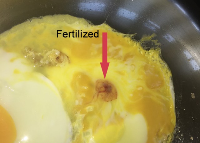 huevo fertilizado