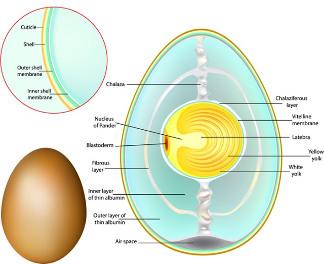 anatomía del huevo