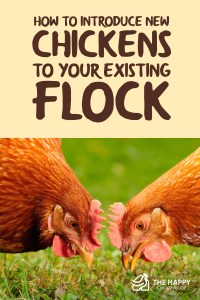 Cómo introducir pollos nuevos a su parvada existente