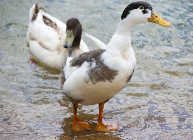 razas de patos domesticados Urraca