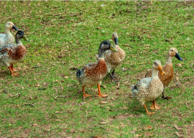 razas de pato domesticado arlequín galés