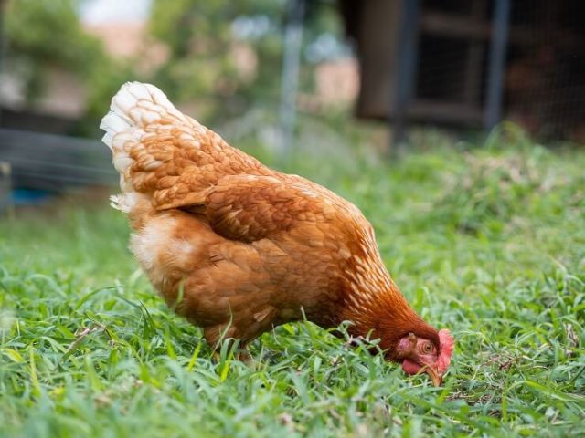 Pollo Comiendo Pienso Orgánico