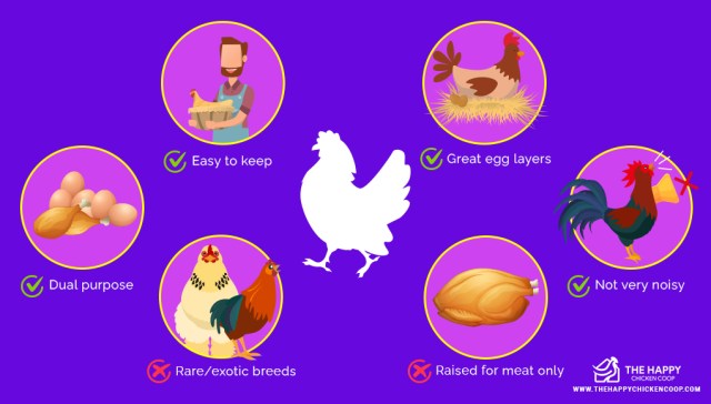 Razas de pollos para principiantes