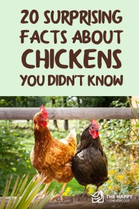20 datos sorprendentes sobre los pollos que no sabías