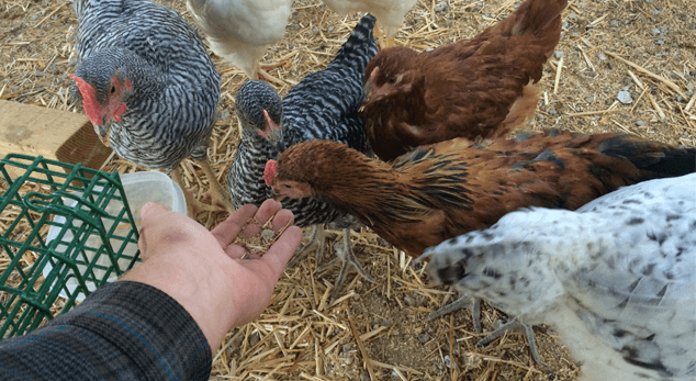 Alimentación de pollos de traspatio