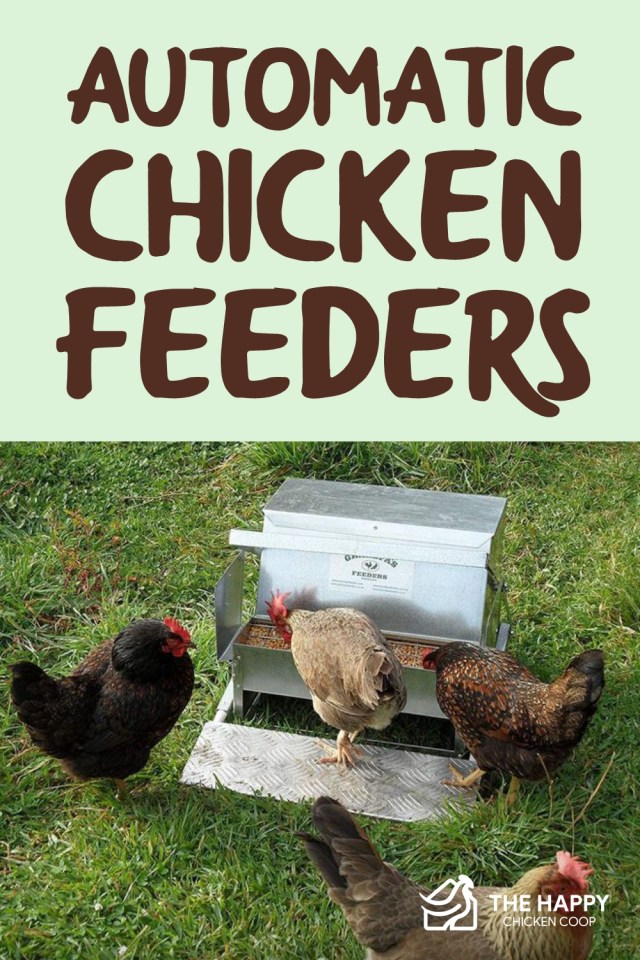 Alimentadores automáticos de pollos