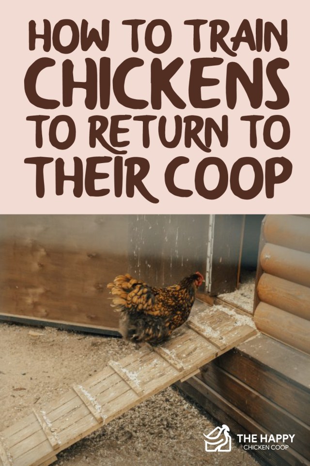 Entrena a los pollos para que regresen a su gallinero