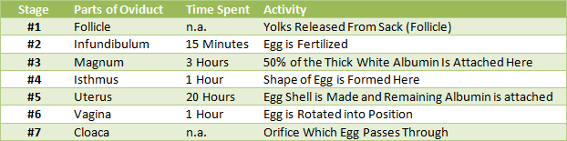 Descripción general del proceso de puesta de huevos